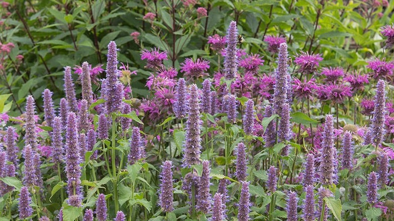 Anise hyssop grows in a garden bed with stalks of purple flowers rising above the foliage