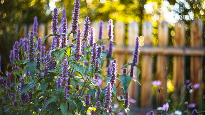 'Black Adder' giant hyssop, with stalks of purple flowers, growing in front of a wooden backyard fence