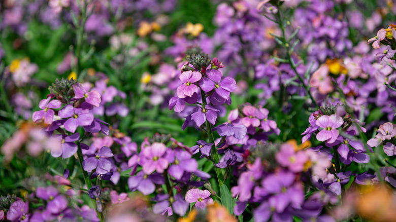 A field of 'Bowles's Mauve' wallflower in bloom with small four-petaled purple flowers