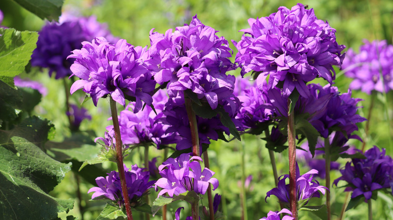 Several purple clustered bellflower blooms, glowing in sunlight