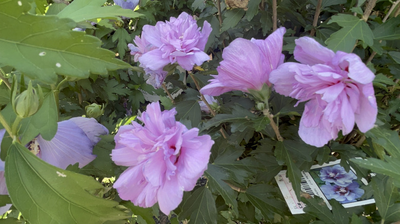 Close-up of a 'Dark Lavender Chiffon' rose of Sharon shrub with fluffy, light purple blooms