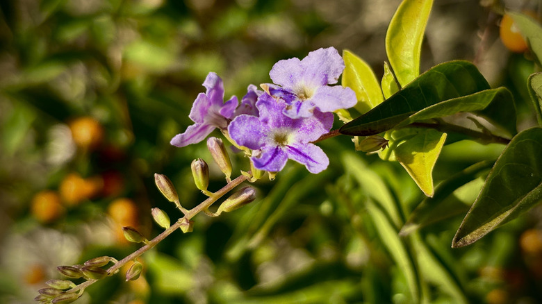 A branch of a golden dewrdrop plant with a few small purple flowers