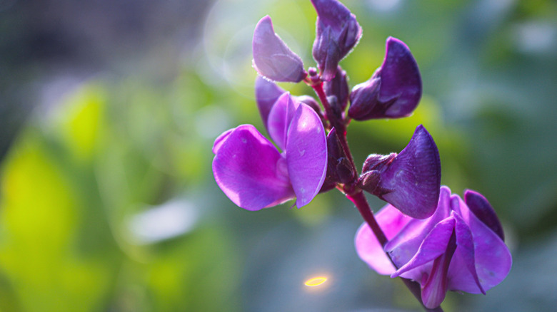 One stem of a hyacinth bean blooms with pea-like purple flowers in the sunlight