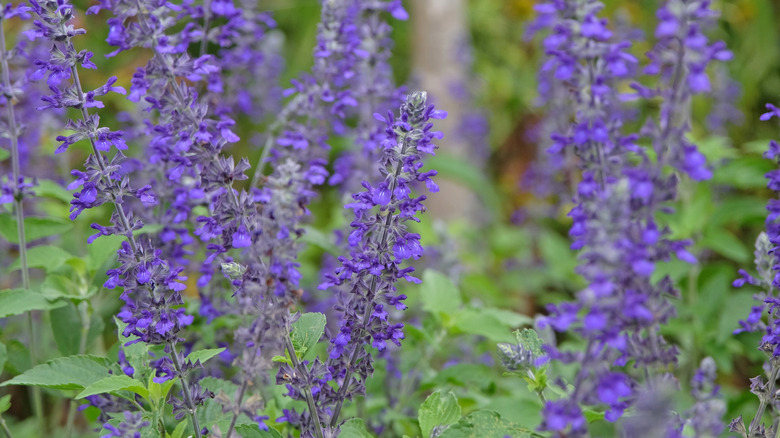 'Indigo Spires' salvia plants with stalks of bluish-purple flowers