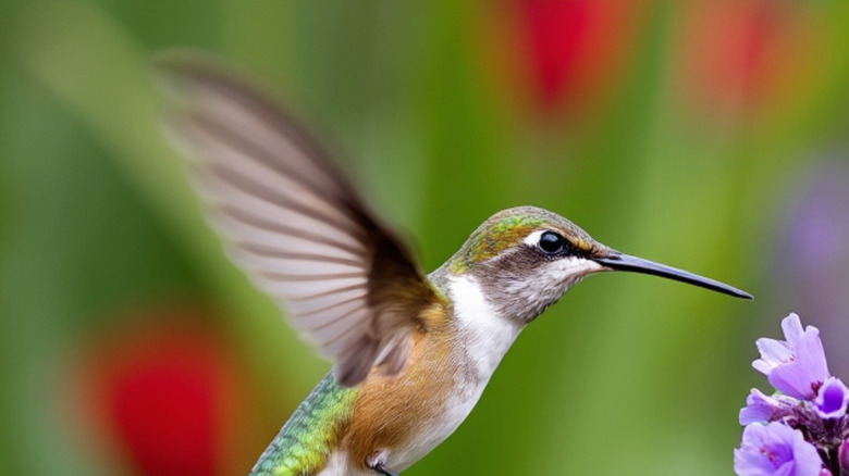 A green and brown hummingbird making for a purple flower in a garden