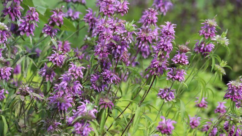 Slightly wild-looking lavender flowers grow on lemon beebalm plants