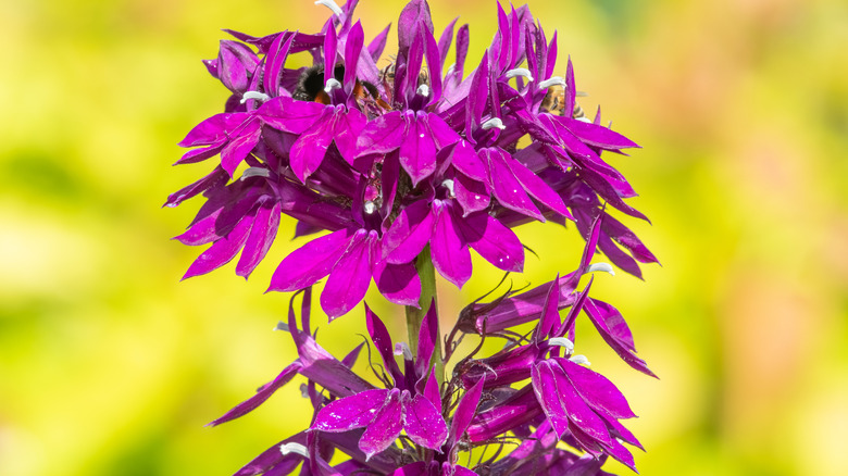 A cluster of purple flowers on a Lobelia 'Vedrariensis' plant with yellow in the background