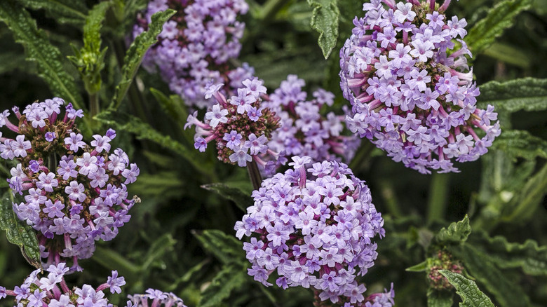 Tiny light purple flowers of 'Meteor Shower' verbena, growing in clusters