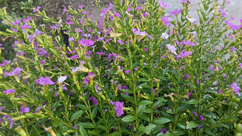 A stand of Mexican heather with green foliage and purple flowers scattered throughout