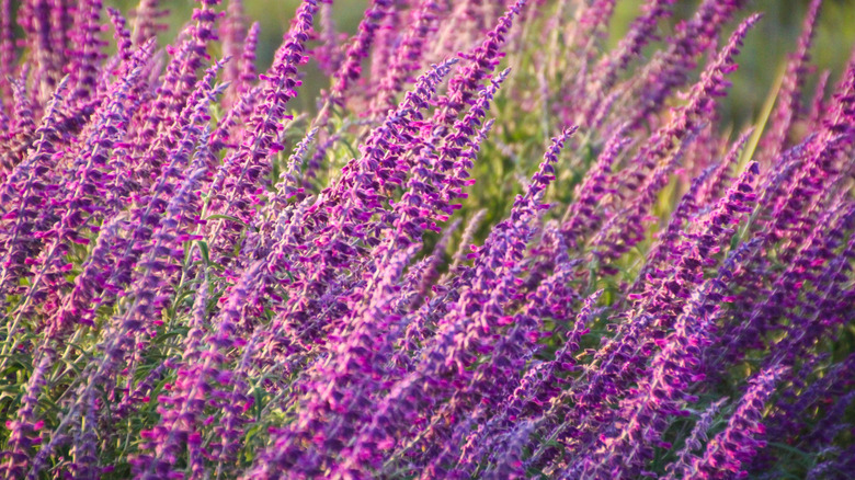 Purple flowers of 'Midnight' Mexican bush sage growing in spikes