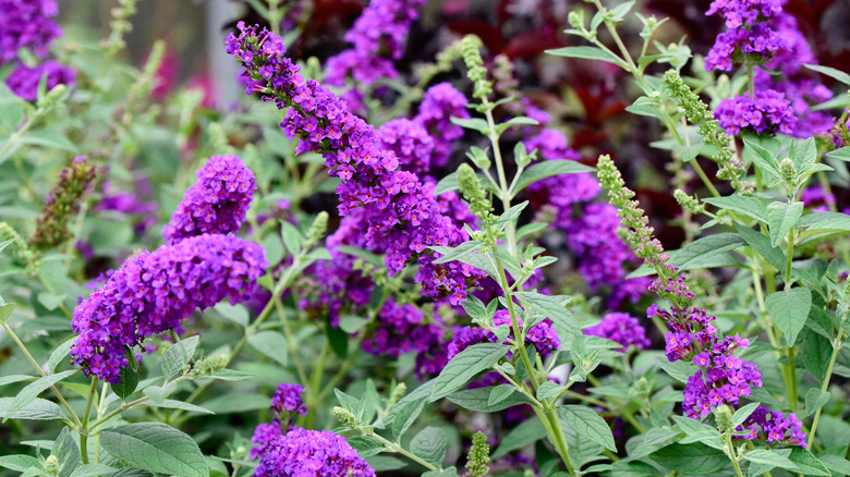 A 'Miss Violet' butterfly bush in bloom with vivid, grape-colored flower clusters
