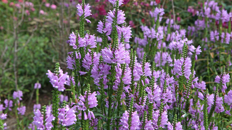 Light purple flowers of obedient plant blooming in a garden