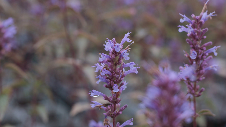 Two stalks of 'Purple Haze' giant hyssop flower clusters, growing in a garden