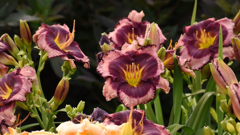 The purple, mauve, and yellow flowers of Rainbow Rhythm 'Storm Shelter' daylily