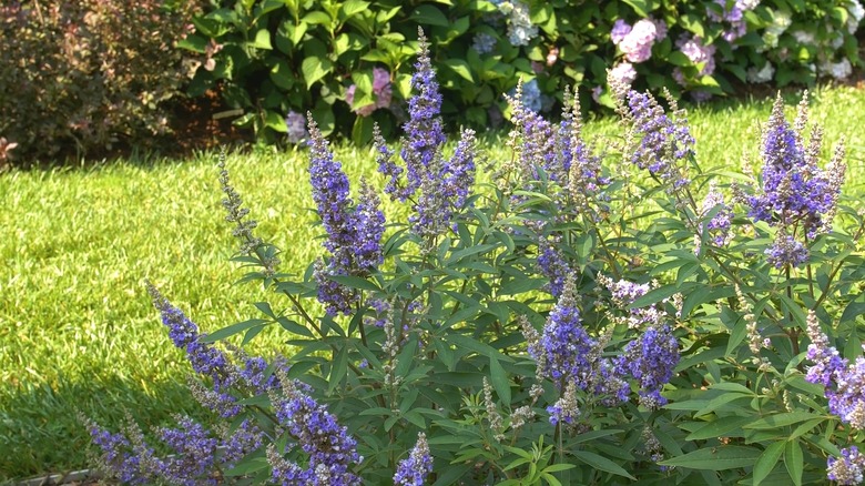 'Rock Steady' chastetree blooming in a garden next to a lawn, with lavender-hued flower clusters