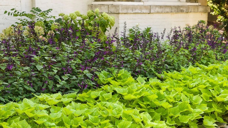 Rockin' Deep Purple salvia growing en masse in a garden with green ground cover in front