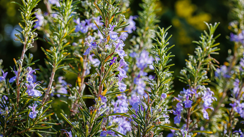 Tiny lavender-hued flowers of rosemary in the direct sun