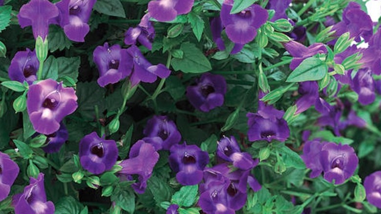 'Summer Wave Trailing Large Violet' wishbone flowers are dark purple and interspersed with foliage