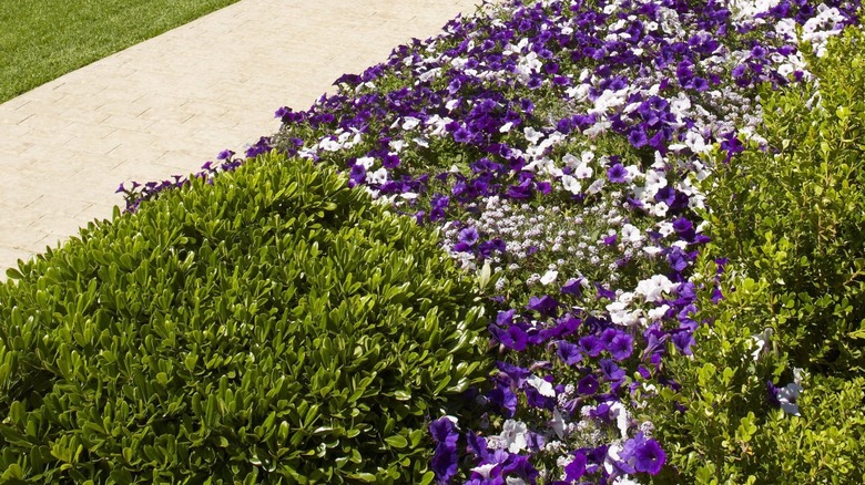 Purple flowers of 'Supertunia Royal Velvet' petunias, interspersed with white petunias and shrubs