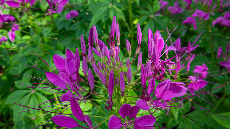 'Violet Queen' cleome flowers blooming in vivid purple in a garden