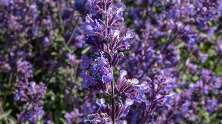 Small, subtly purple flowers of 'Walker's Low' catmint receiving sunlight