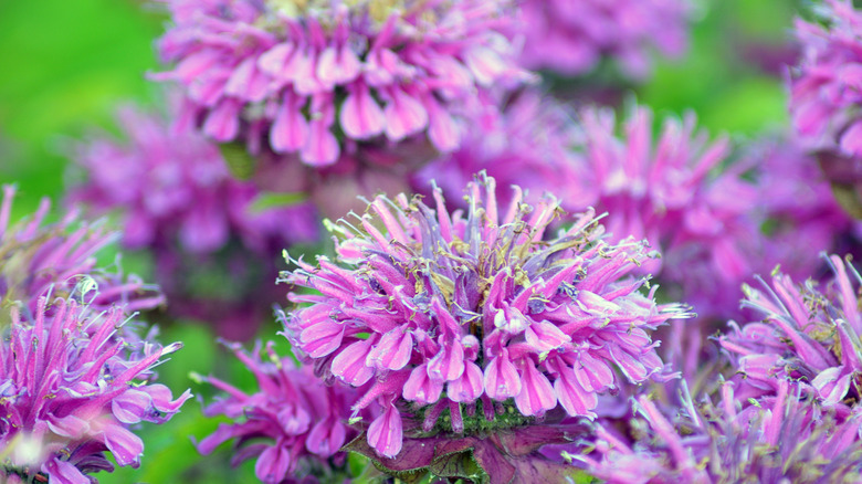 Bright pinkish purple flowers of wild bergamot