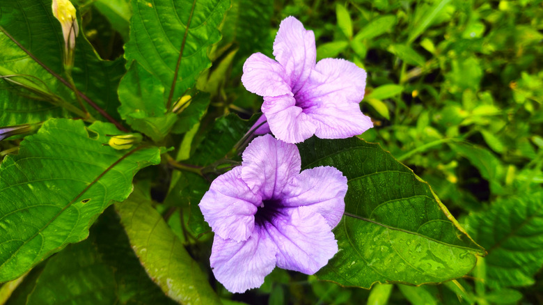 Two lilac-colored wild petunia flowers against a backdrop of green foliage