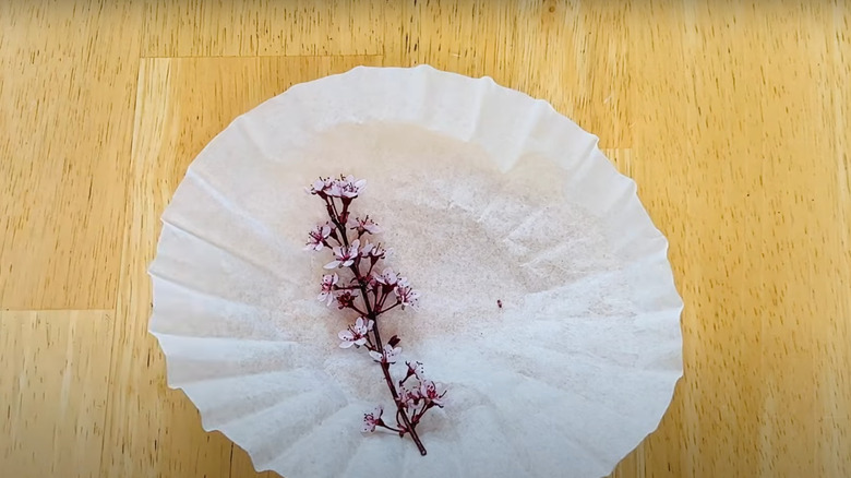 Flower on a coffee filter on wood table.