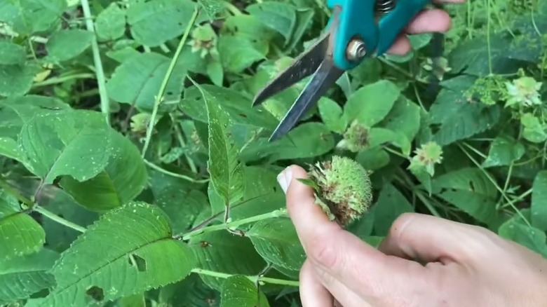Deadheading wilted bee balm