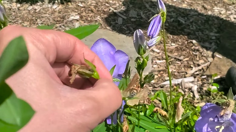 Pinching off wilted bellflowers