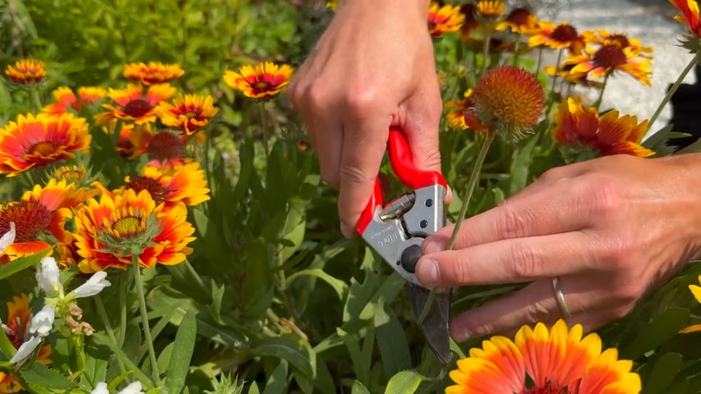 Deadheading a wilted blanket flower