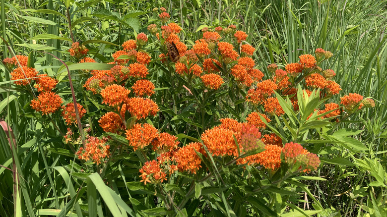 Butterfly on a butterfly weed flower