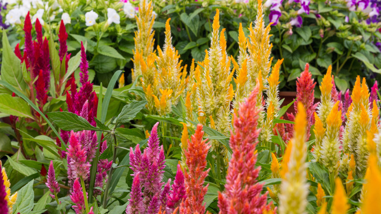 Multi-color cockscomb flowers in bloom