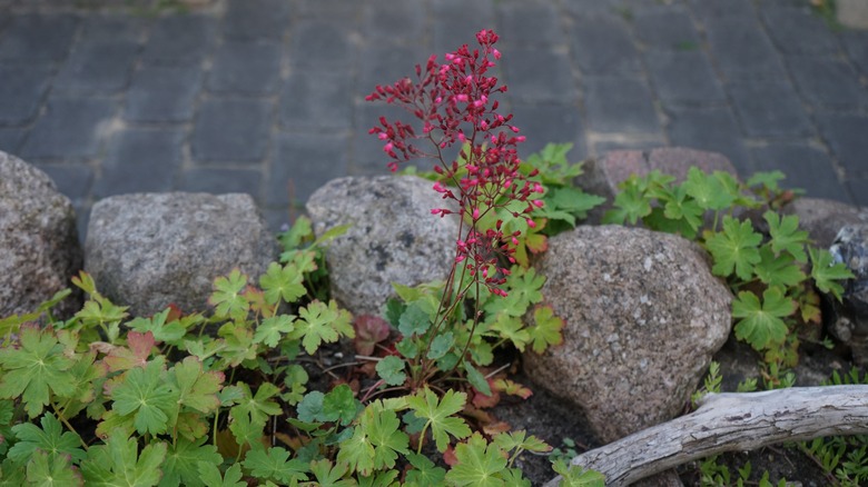 Flowering coral bells plant