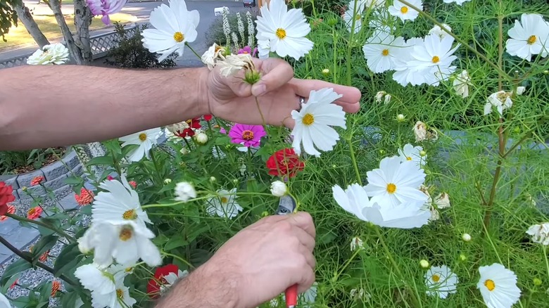Person deadheading a wilted cosmos flower