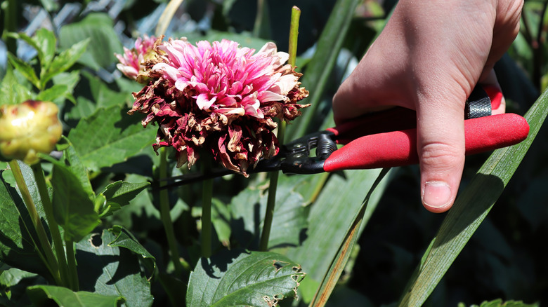 Hands deadheading wilted dahlia flowers