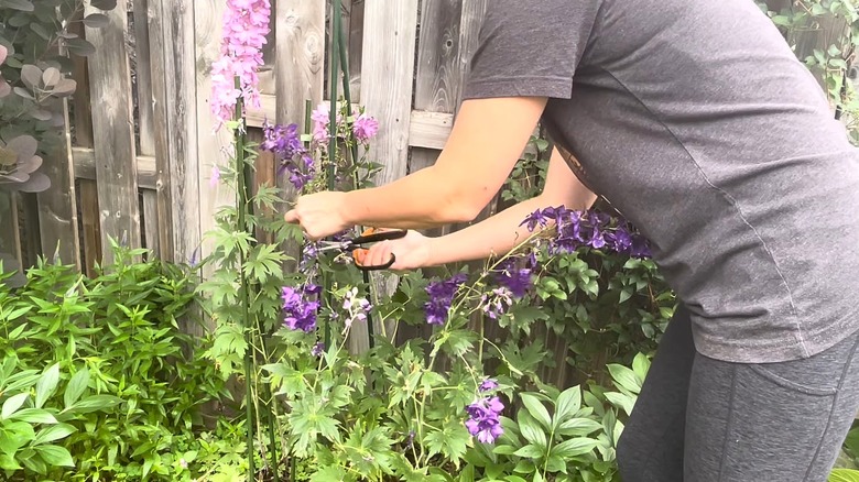 Woman deadheading wilted delphinium flowers