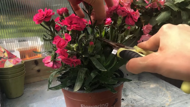 Deadheading wilted dianthus blooms in a pot