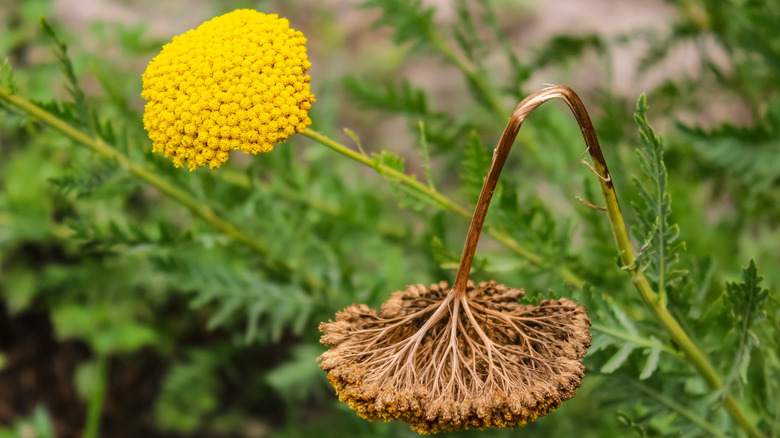 Spent and healthy yarrow blooms