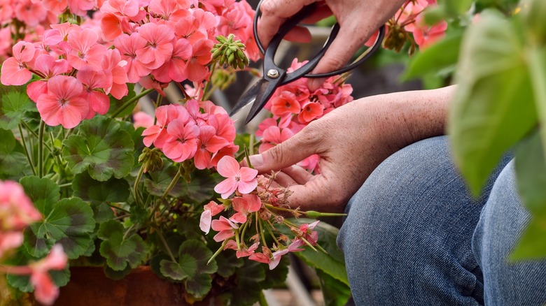 Woman deadheading wilted geranium flowers