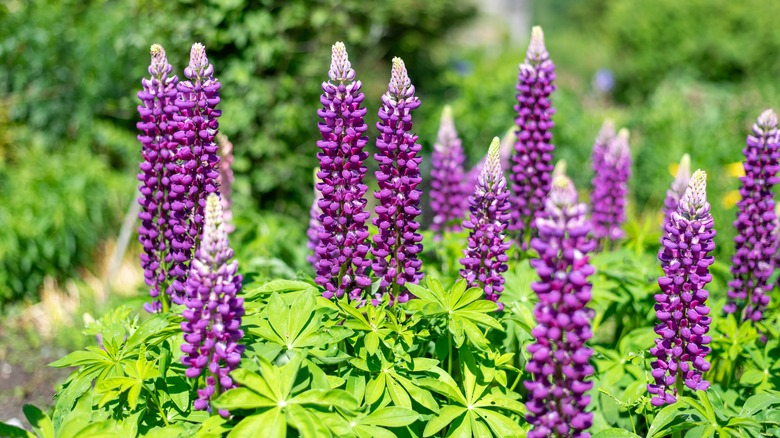 Flowering lupine with purple petals outside