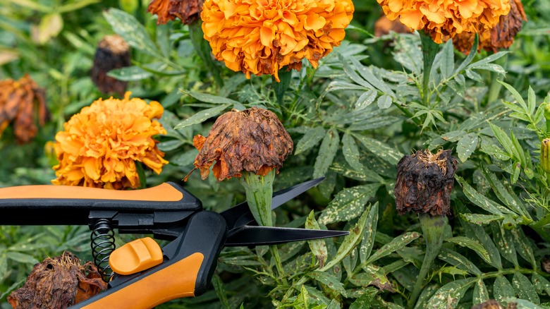 Deadhead wilted marigold flowers