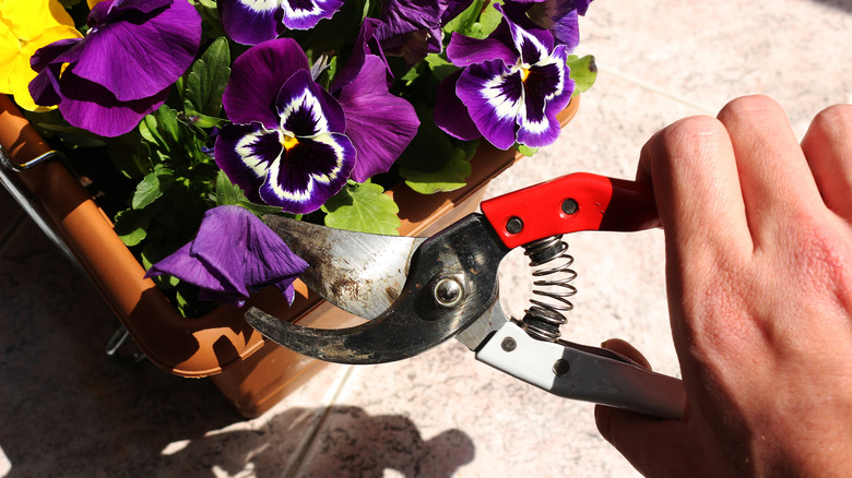 Hands deadheading wilted purple pansy flowers