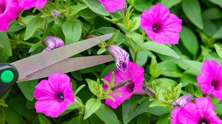 Deadheading the wilting blooms of a petunia plant