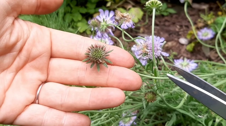 Hands deadheading wilted pincushion flowers