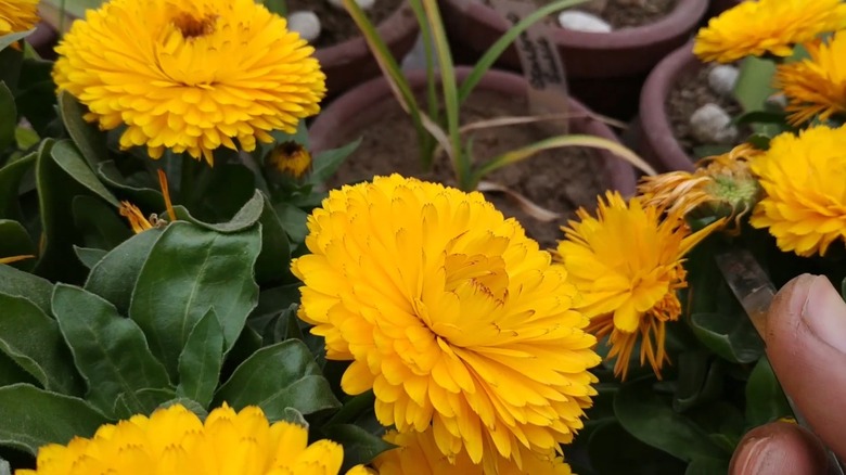 Snipping off wilted pot marigold flowers