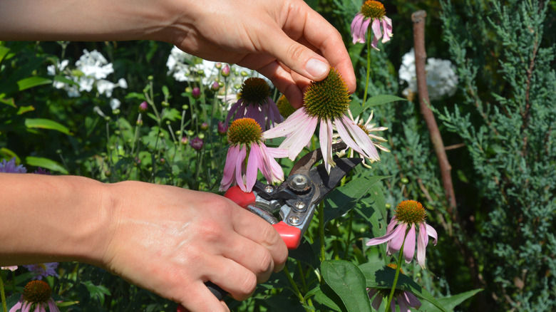 Hands deadheading purple coneflower in garden