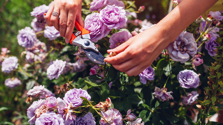 Hands deadheading spent rose blooms