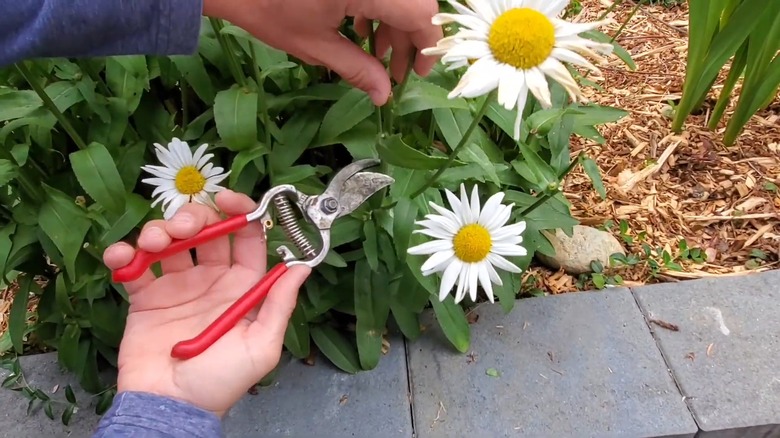 Man deadheading shasta daisies in his garden