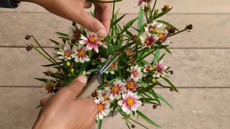 Woman deadheading the spent blooms of tickseed